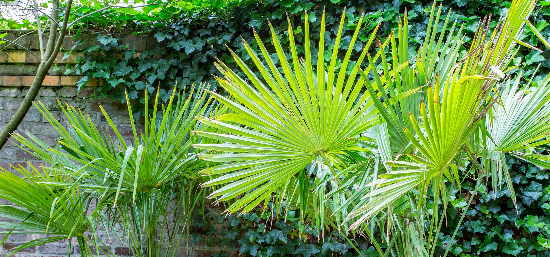 Gartenhof K�sters - Privatgarten K�ln IV