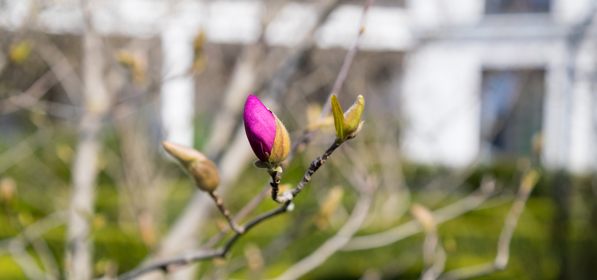 Gartenhof K�sters - D�sseldorf Magnoliengarten