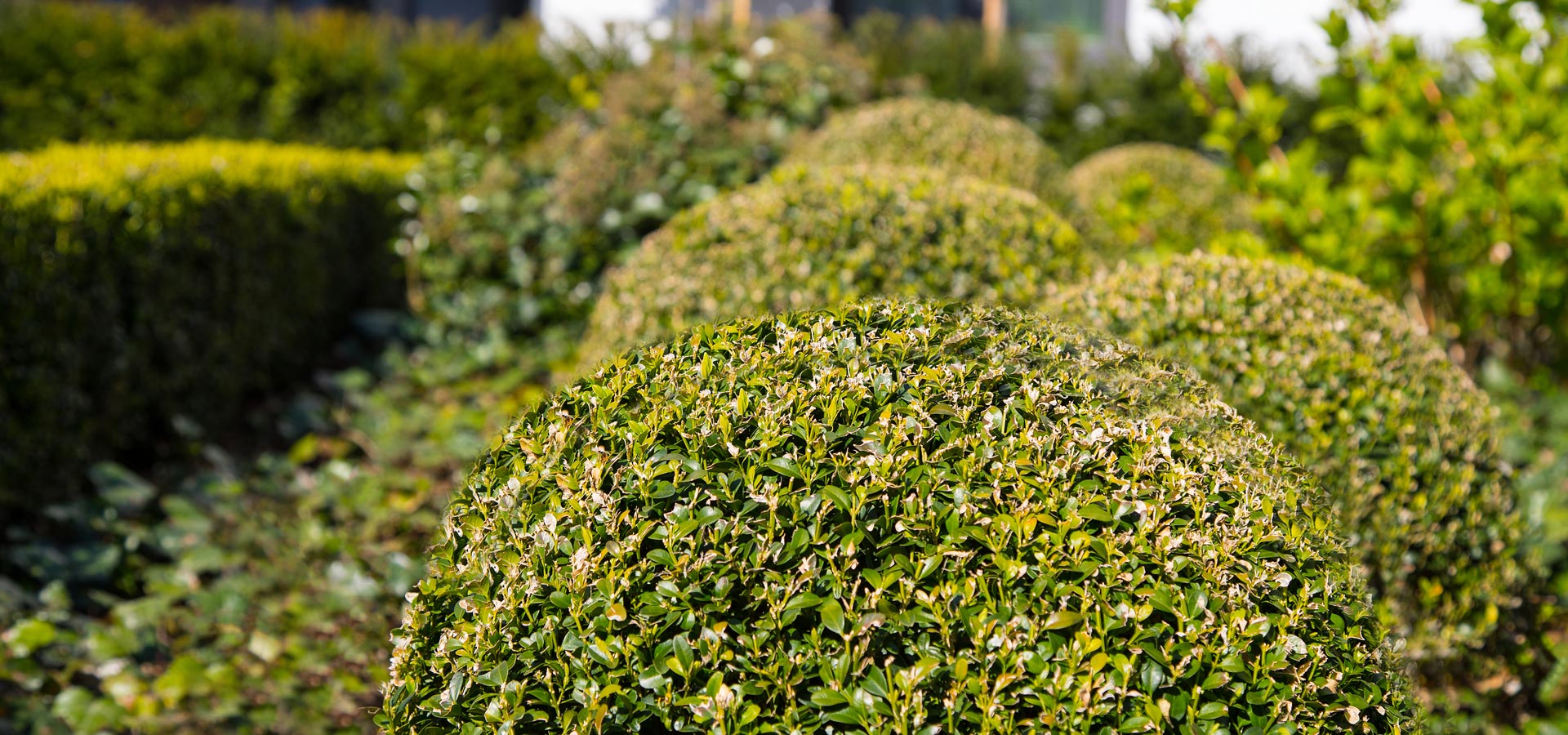 Gartenhof K�sters - D�sseldorf Magnoliengarten