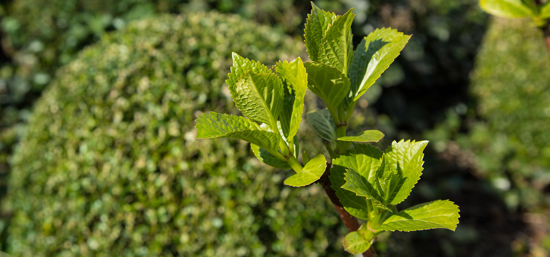 Gartenhof K�sters - D�sseldorf Magnoliengarten