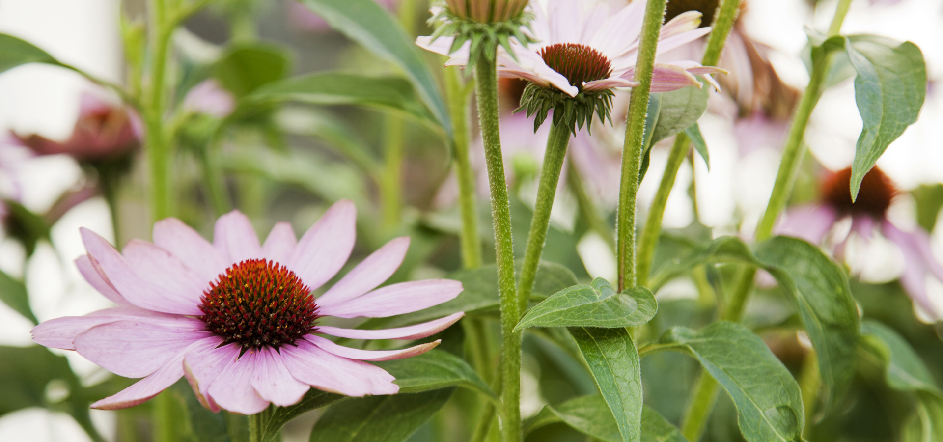 Gartenhof K�sters - St. Augustinus Klinik, Neuss