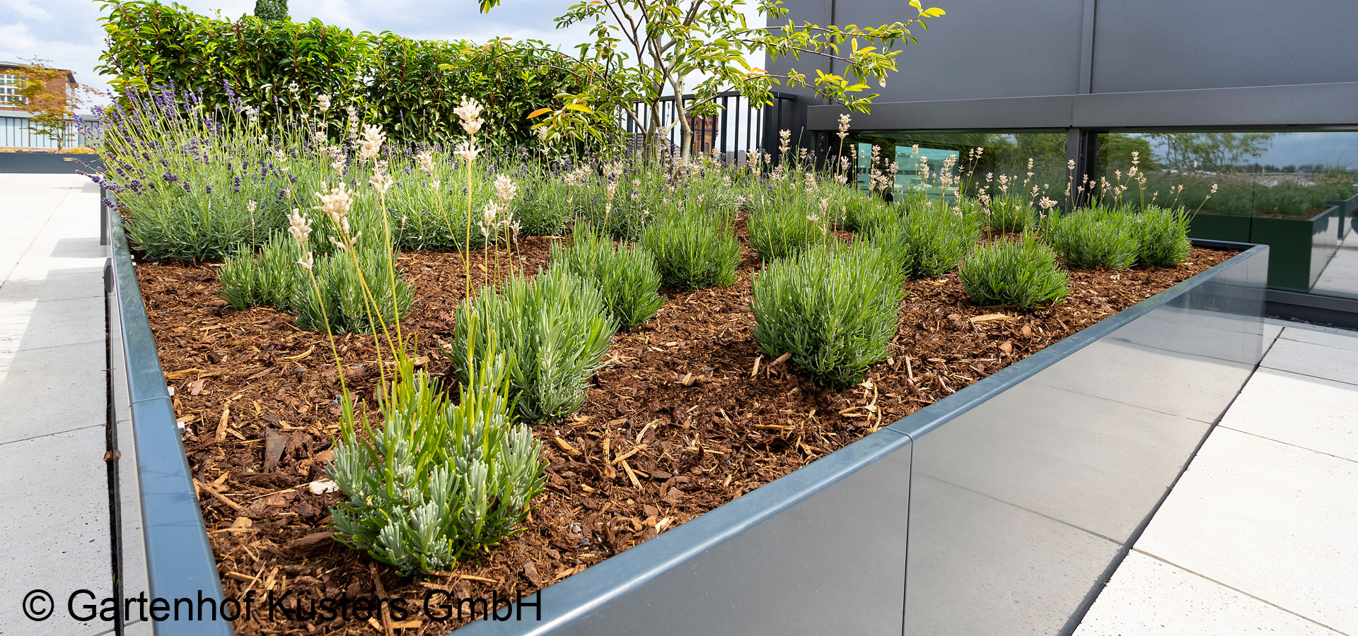 Gartenhof K�sters - Dachbegr�nung K�ln