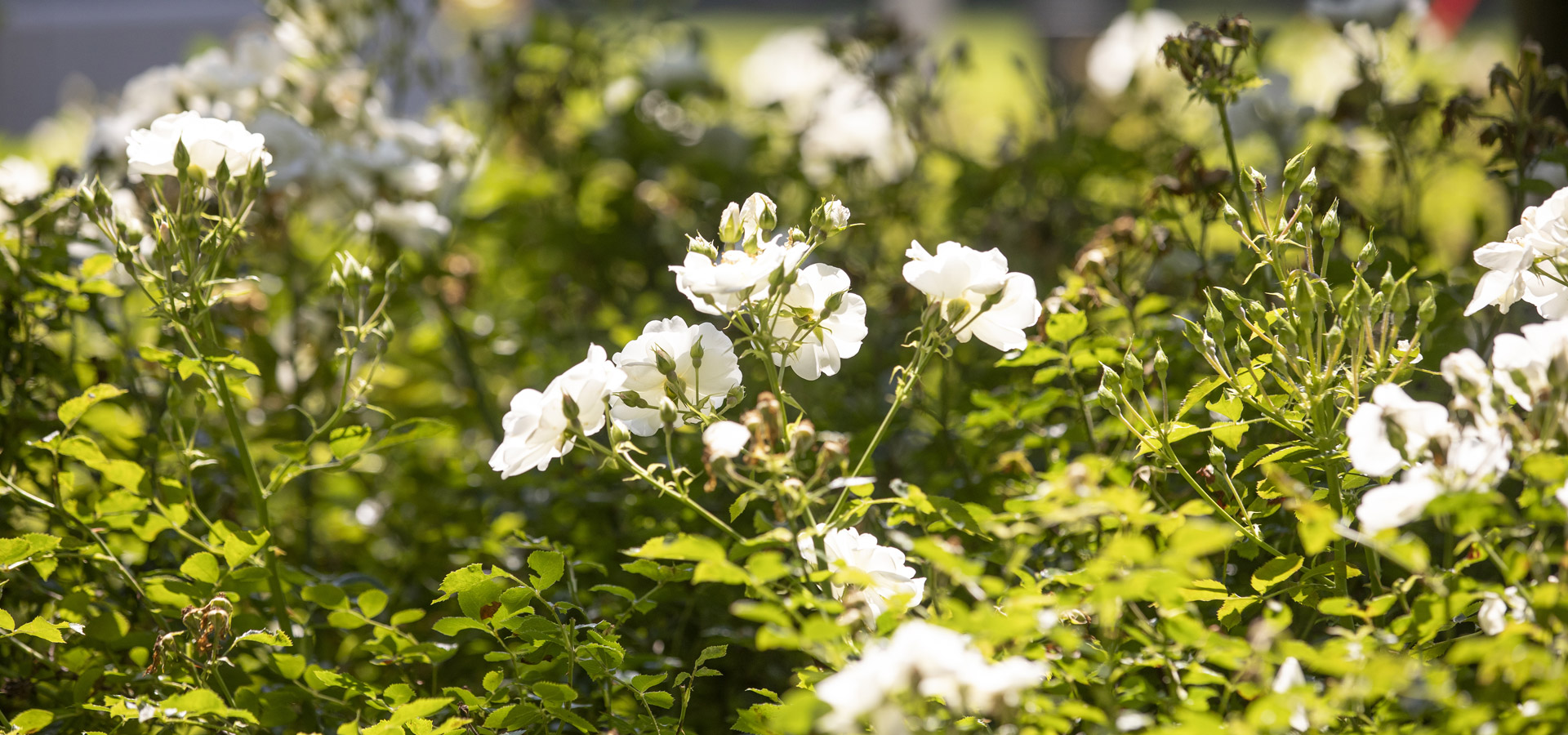 Gartenhof K�sters - Privatgarten K�ln VI